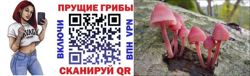 Псилоцибиновые грибы прущие грибы Иннополис